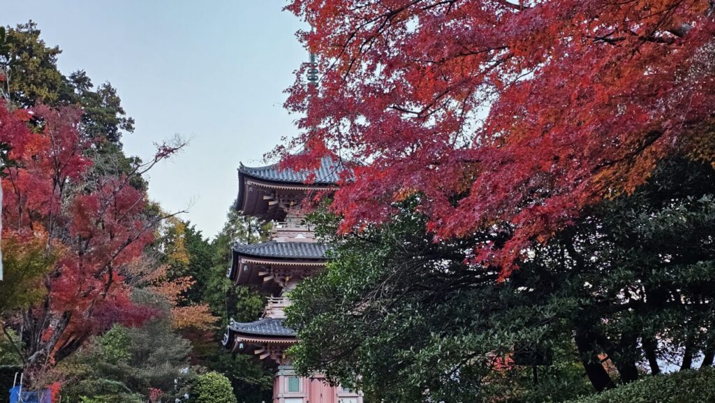 【紅葉シーズン限定】関ケ原・養老・米原の絶景めぐり🍂昼は花伊吹ランチ、竹灯籠の光散歩🌙