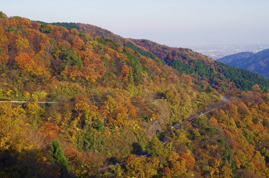 【11月上旬が見ごろ】伊吹山が秋色に染まる🍂帰りは関ケ原グルメガーデンで味覚の秋を堪能！