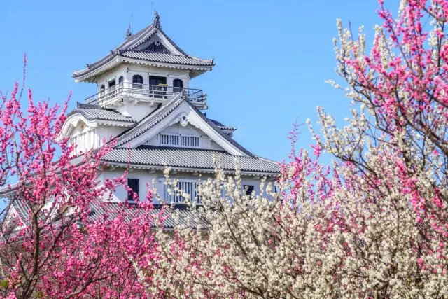 今こそ見頃🌸紅梅・白梅が咲き誇る🌸🌸長浜・豊公園の梅林へ！