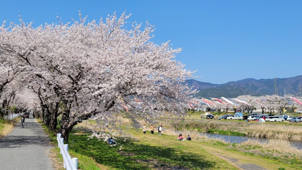 🌸【岐阜・垂井町】相川水辺公園の桜が満開見ごろ！！！ソメイヨシノ約200本＆無料駐車場ありの春絶景🌸