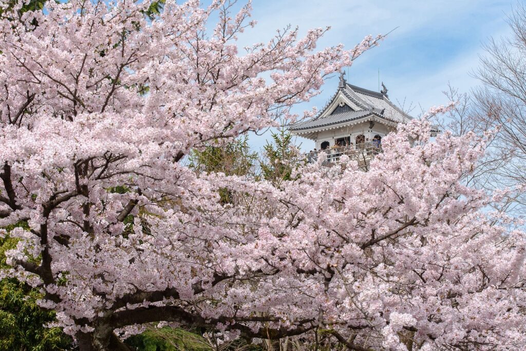 🌸【長浜の春絶景】豊公園の桜へ！！！長浜城と琵琶湖が彩る人気のお花見スポット