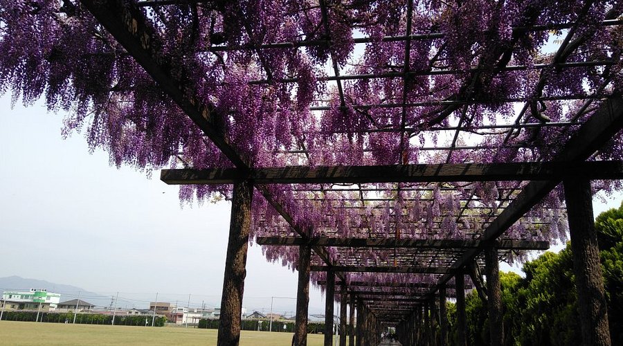 🌿【岐阜・大垣で藤を見るならここ！！！】赤坂スポーツ公園｜約20種類の藤が咲く春の花名所💐