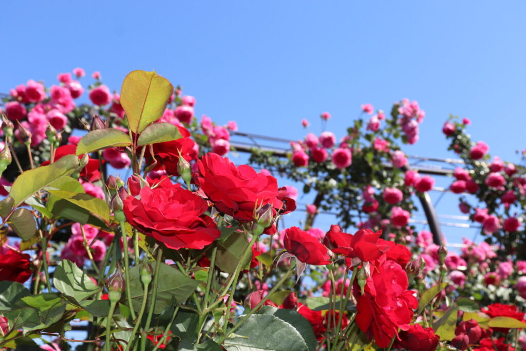 🌹【岐阜でバラを見るならここ！！！】大野町バラ公園｜約150種類・2,000株が彩る写真映えスポット✨