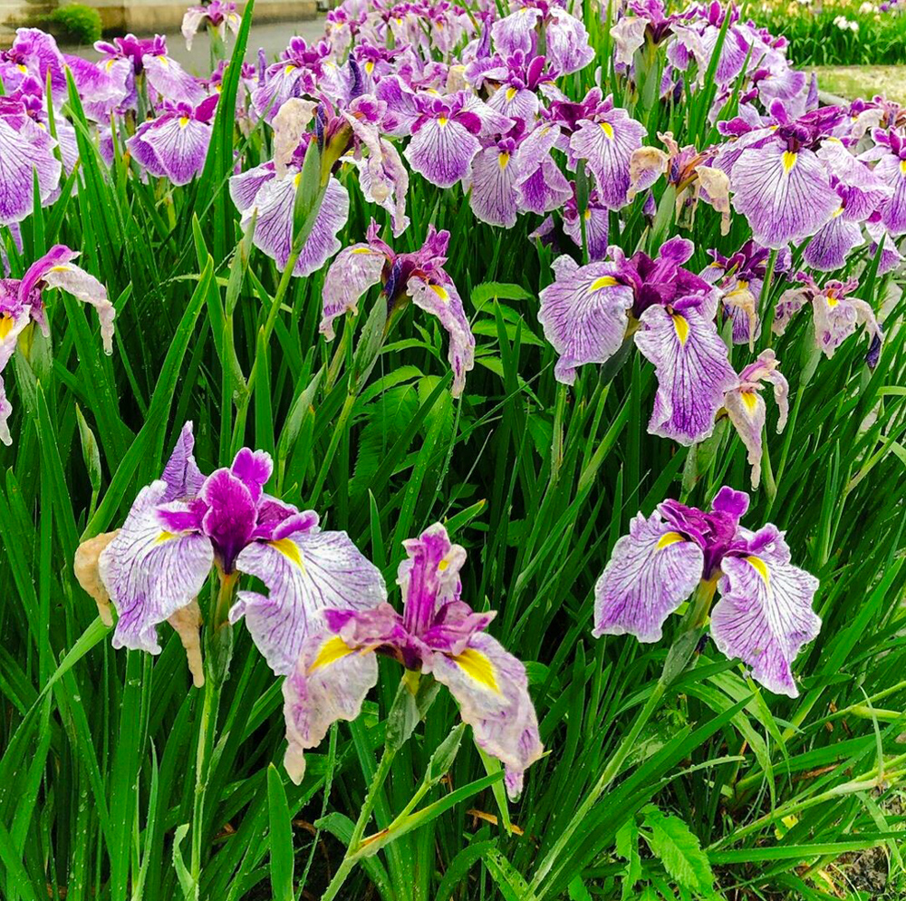 🌸【大垣で花しょうぶを見るならここ！！！】曽根城公園｜約150種類・27,000株が彩る初夏の人気スポット🚗✨