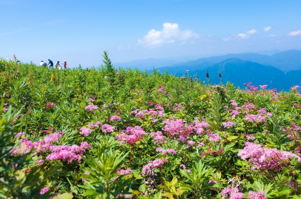 🌸【7月中旬から伊吹山は百花繚乱！！！】シモツケソウが彩る天空のお花畑へ⛰️✨