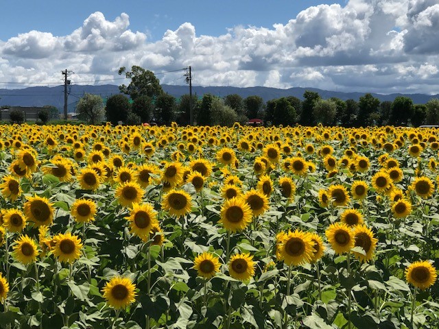 🌻🎐【夏を満喫！大垣ひまわり畑と涼を感じる関ケ原風鈴・うちわ祭りへ！！！】🚅✨