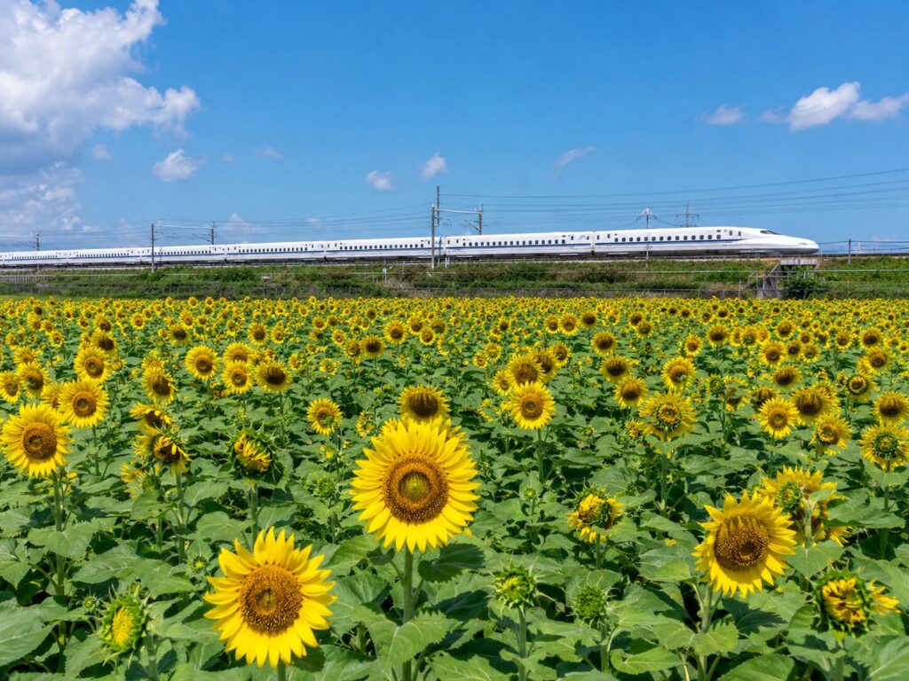 🌻📸【大垣で夏の映え写真を撮ろう！！！】ひまわり×新幹線を楽しんだあとは、関ケ原の風鈴・うちわ祭りで涼しい夏旅へ🎐🚅✨