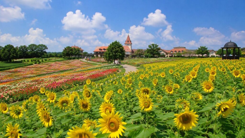 🌻✨【今が見頃！！！約30万本の夏絶景】ブルーメの丘のひまわりと百日草を楽しもう！！！📸🌈
