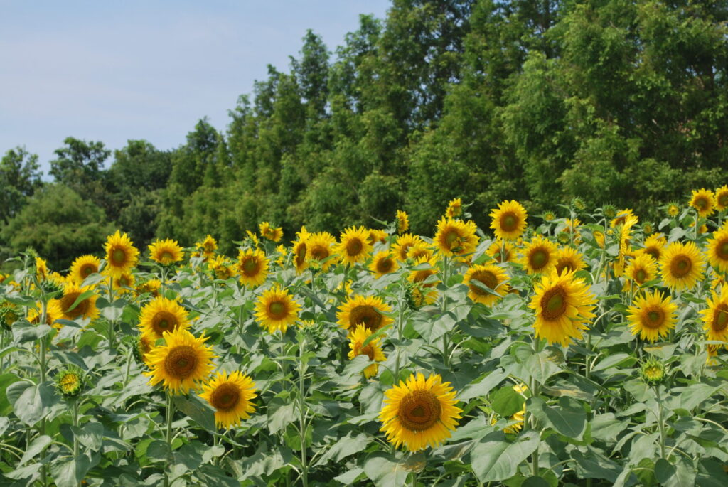 🌻🌈【今がきれい！！！】ブルーメの丘で夏のお花畑を満喫しよう！！！📸✨